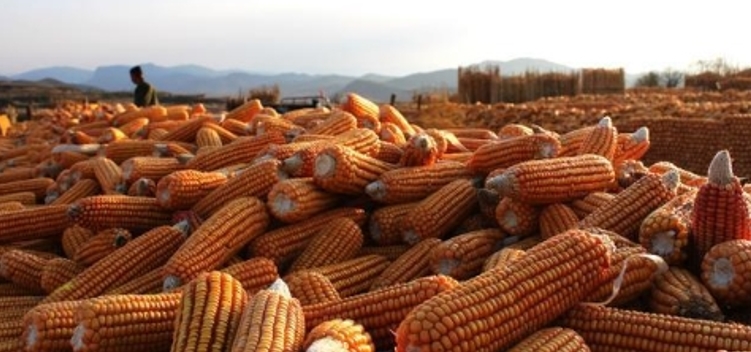 粮价变脸小麦跌价60集港玉米下跌30啥环境 口岸玉米价钱