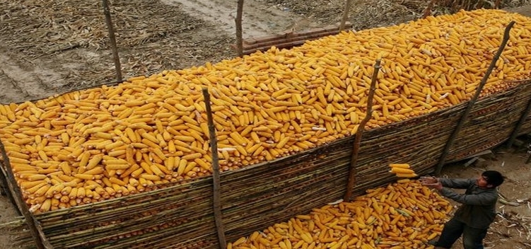 关头利好西南增储450万吨玉米迎来分水岭产生了啥 最新价钱