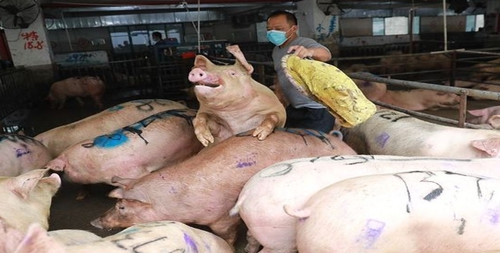农产物预警1月7日猪价节节低豆粕下跌180元 发生了啥
