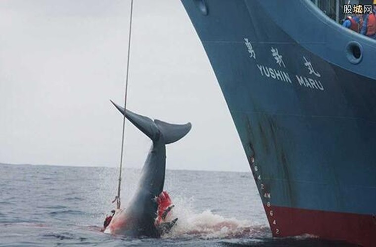 船员捕杀鲸鱼