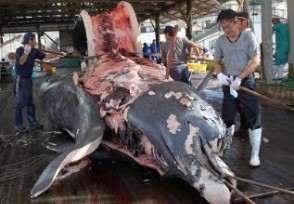 日本开展科研捕鲸 95%人不吃捕鲸目的或是诈骗补贴