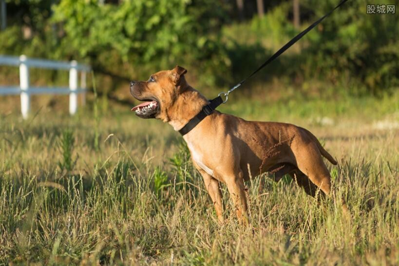 崔始源斗牛犬咬死邻居