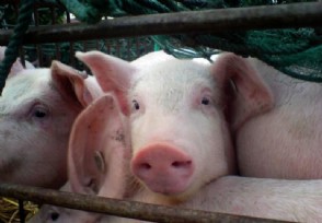 养殖业步入高景气周期 生猪出栏均价延续上涨态势
