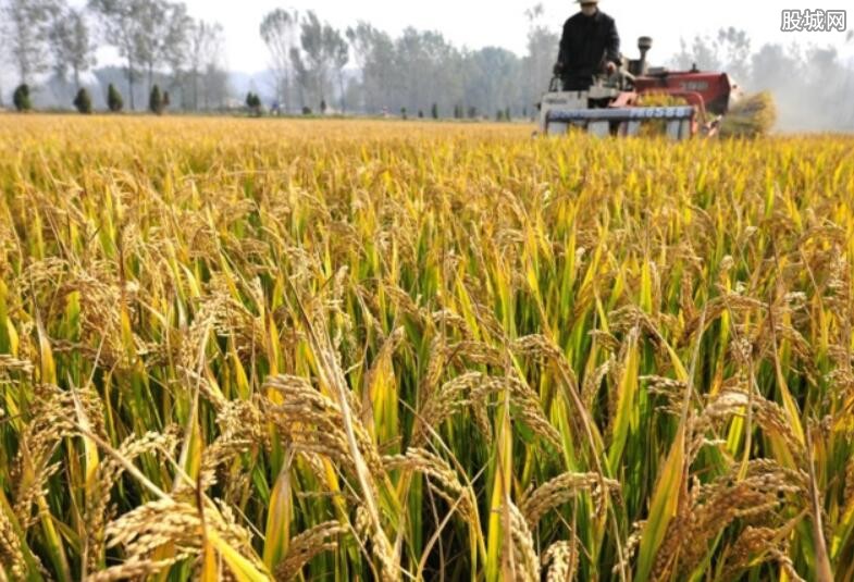 回应超级稻减产绝收
