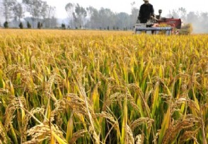农业部回应超级稻减产绝收一事：不影响相关研究