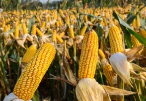 全球食品价格平均指数保持稳定 玉米总产量将现下降