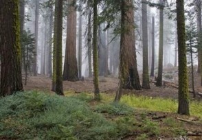 山东将造林160万亩以上 完成森林抚育120万亩