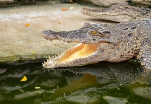 爱马仕将建最大鳄鱼养殖场 网友呼吁其重新考虑
