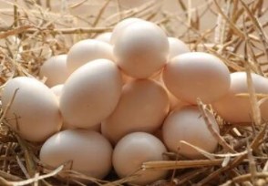 韩国鸡蛋价格暴涨超50% 具体受到什么影响？