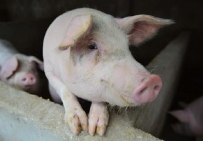 生猪价格连降6周养一头猪亏四五百 养殖成本也增加