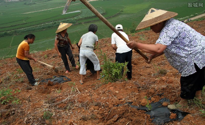 農(nóng)田不準栽樹了已經(jīng)栽了樹的農(nóng)田怎么辦？會罰款真的嗎