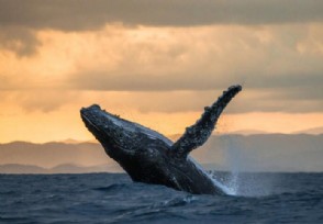 宁波象山海域一头鲸鱼搁浅 属国家二级保护动物