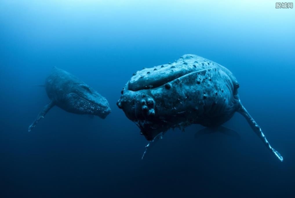 鲸鱼生活海域