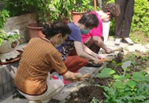 上海阿姨将小区草坪改成菜园 破坏绿化真的好吗