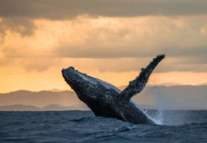 官方回应宁波海域现抹香鲸尸体 还不能确定是之前获救的抹香鲸