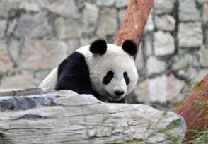 大熊猫河边死亡警方排除人为猎杀 死因真相披露