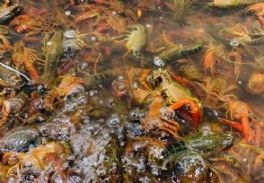 日本立法禁售小龙虾 修订后的外来生物法出炉