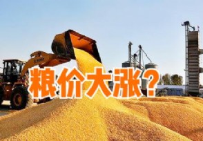 小麦玉米全涨了新小麦高开1.59元/斤 6月粮价还能上涨？