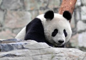 日本再次推迟送回人气大熊猫香香 这是什么原因