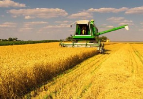 安徽：全面调查是否存在毁麦情况 坚决杜绝毁麦行为发生