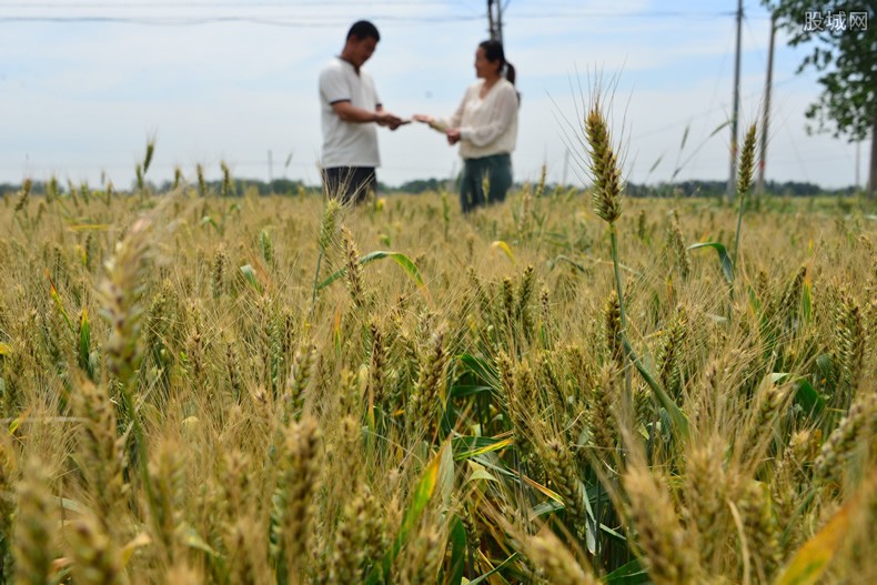 高价收青麦：国外势力布局粮食战