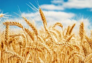 印度政府宣布立即禁止小麦出口 这些国家不影响