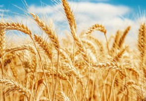 印度政府宣布立即禁止小麦出口 控制商品价格上涨