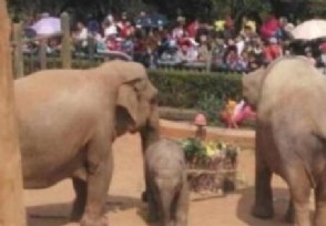 小象莫莉被送往昆明动物园 提供更好的生活和成长条件