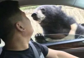 小孩在景区违规投喂惹黑熊扒车窗 行为十分危险！
