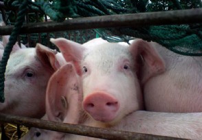村委增设一个新组织 6月起粮价猪价4个好消息快来了解下