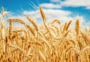 小麦收购价能涨到2元吗麦价高涨预兆什么 种地赚钱时代来袭？