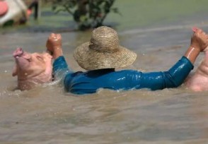 养殖场被淹“二师兄”组团游泳自救 网友的评论让人笑喷！