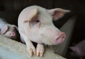 农民还能在农村养猪、杀猪吗？ 两种情况最高罚款10万