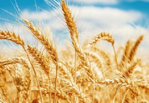 小麦价格是多少一斤 请看2022年8月小麦最新价格