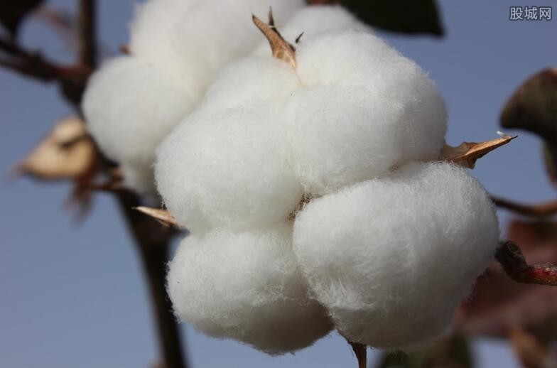 新疆棉花