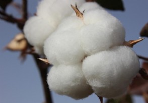 新疆棉花事件结束了吗 始作俑者的后果和现状怎样