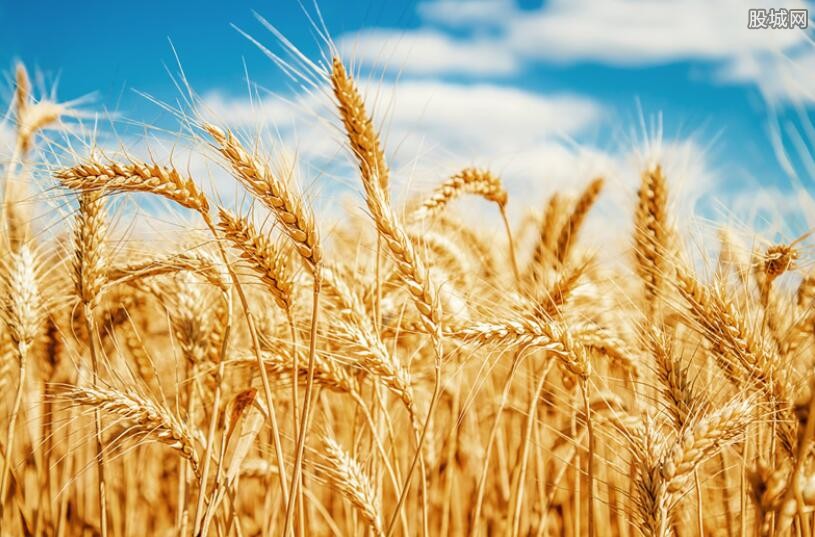 小麦价格上涨