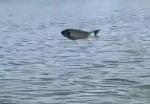 昨日西安一湖内惊现“鲤鱼跃龙门” 看着太壮观了