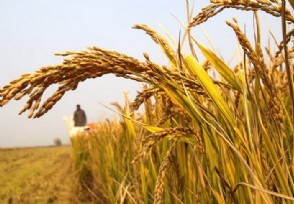 今年粮价不一般 玉米小麦稻谷花生都有什么不一样的地方？