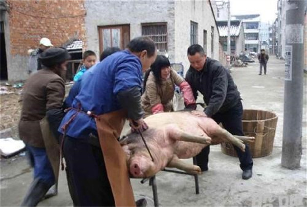 自己杀猪售卖被罚款 个人杀年猪是否违法