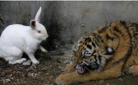 山西动物园举办虎兔交接仪式 兔子被咬
