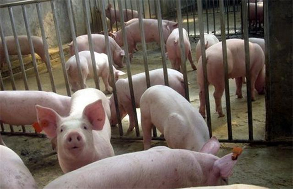 前两月三大猪企的生猪销售同入同比出现大反弹