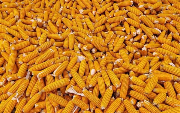 玉米价格周期性趋势形成注意要点有哪些
